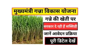 Mukhyamantri Ganna Vikas Yojana 2025 